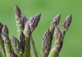 fresh asparagus on green background