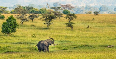 A lone bull african elephant on the Maasai savannah, Kenya, Africa.