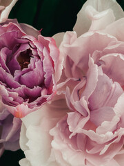 The riot of colors and delightful fragrance combine to create a sensory feast for the senses. These cheerful flowers are the perfect way to brighten up any space and celebrate the beauty of nature.