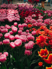 The riot of colors and delightful fragrance combine to create a sensory feast for the senses. These cheerful flowers are the perfect way to brighten up any space and celebrate the beauty of nature.