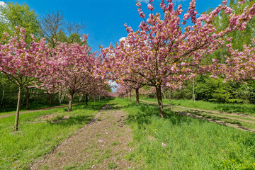 Naklejka premium Avenue of japanese cherry trees, donated by japan to the reunification of Germany, on the former wall between Berlin and Brandenburg.
