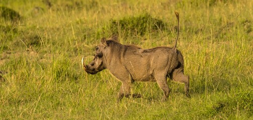 A worthog with tail up running on the Savannah in the Maasai Mara reserve in Kenya Africa