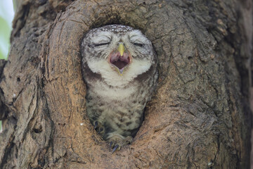 Beautiful pearl-spotted owlet bird perched on a tree - 602722693