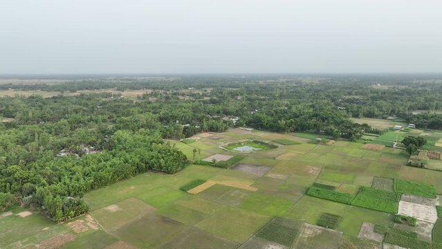 Aerial view of the bangladesh village, village over the rice field, dhunot, bogura, bangladesh