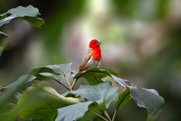 Foudia madagascariensis in wild nature. Madagascar Red Fody.