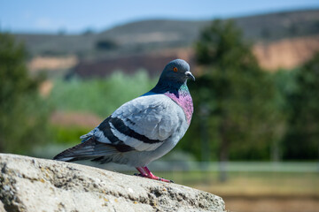 Dove standing on a stone