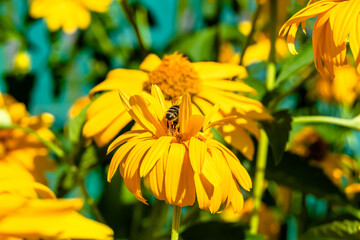 Beautiful wild flower winged bee on background foliage meadow