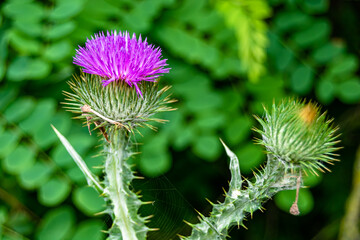 Beautiful growing flower root burdock thistle on background meadow