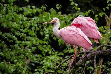 Roseate Spoonbill wading in a shallow lagoon. Platalea ajaja