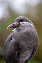 Inca Tern, Larosterna inca, captive