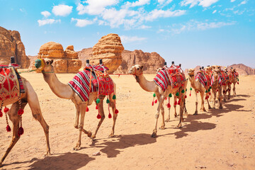 Group of camels, seats ready for tourists, walking in AlUla desert on a bright sunny day, closeup detail - obrazy, fototapety, plakaty