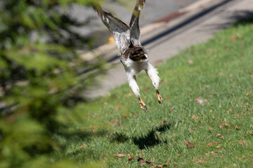 Redtail Hawk Spreading His Wings