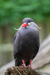 Inca Tern, Larosterna inca, captive