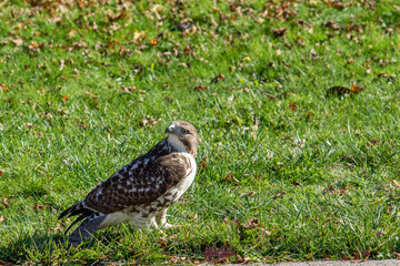 Red Tail Hawk Closeup Hunting a Juvenile Snake