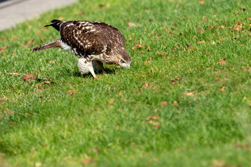 Red Tail Hawk Closeup Hunting a Juvenile Snake
