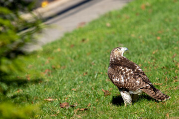 Red Tail Hawk Closeup Hunting a Juvenile Snake