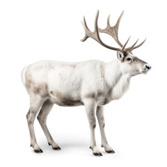 Naklejka na ściany i meble white Scandinavian reindeer (2) isolated over a transparent background, cut-out winter, Christmas, Scandinavia, or wildlife design element for your sleigh, generative AI