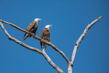 Pair of Bald Eagles Perched in a Bare Tree