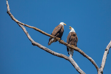 Pair of Bald Eagles Perched in a Bare Tree