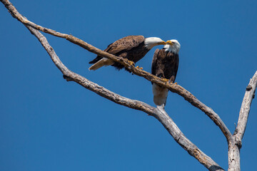 Pair of Bald Eagles Perched in a Bare Tree