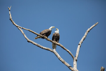 Pair of Bald Eagles Perched in a Bare Tree