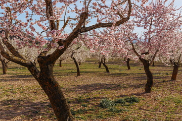 A field of blossoming almond trees.