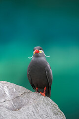 Inca Tern, Larosterna inca, captive