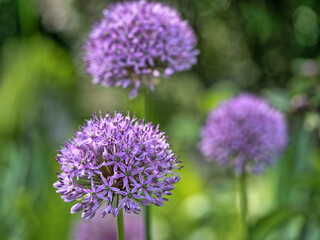 Allium giganteum, giant onion
