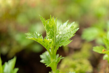 Swollen Patrinia or Patrinia Gibbosa in Zurich in Switzerland