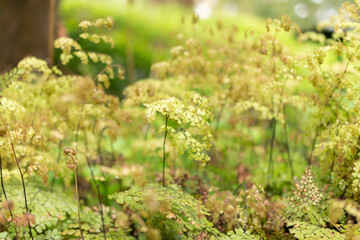 Himalayan or evergreen maidenhair Adiantum Venustum in Zurich in Switzerland