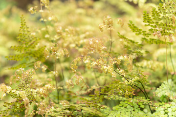 Himalayan or evergreen maidenhair Adiantum Venustum in Zurich in Switzerland