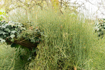 Sea grape or Ephedra Distachya in Zurich in Switzerland