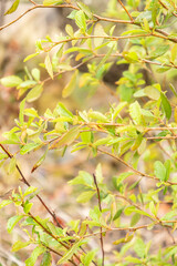 True mountain mahogany or Cercocarpus Montanus in Zurich in Switzerland