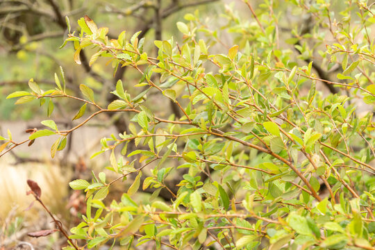 True mountain mahogany or Cercocarpus Montanus in Zurich in Switzerland