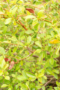 True mountain mahogany or Cercocarpus Montanus in Zurich in Switzerland