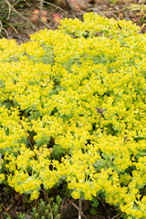 Cypress spurge or Euphorbia Cyparissias in Zurich in Switzerland