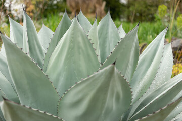 Whales tongue agave or Agave Ovatifolia in Zurich in Switzerland