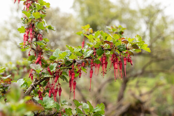 Fuchsia flowered gooseberry or Ribes Speciosum in Zurich in Switzerland