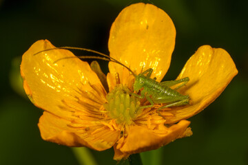 macro of a Leptophyes punctatissima on yellow blossom