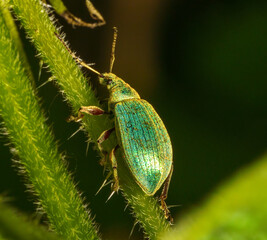 Chrysolina herbacea, also known as the mint leaf beetle, macro