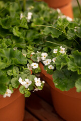 White Sutera Cordata Flowers Growing in Terra Cotta Colored Planter Pots