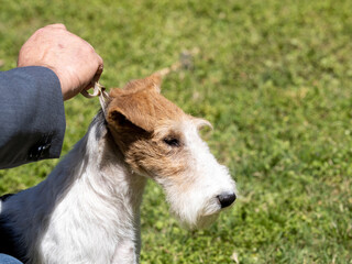 Fox terrier , purebred dog held by the hand of his owner