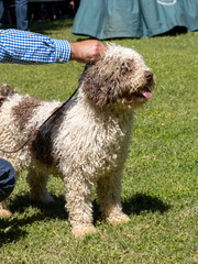 White and brown Spanish water dog standing with his owner on the grass