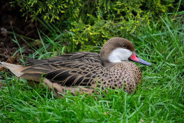 A white-cheeked pintail. Bahama pintail or summer duck. Anas bahamensis