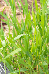 Durum wheat or Triticum Durum plant in Zurich in Switzerland