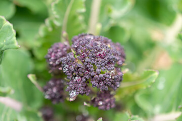 Purple sprouting santee or Brassica Oleracea plant in Zurich in Switzerland