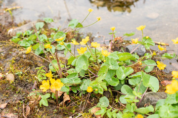 Marsh marigold or Caltha Palustris flower in Zurich in Switzerland