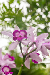 Fototapeta na wymiar Orchid or Cymbidium flower in Zurich in Switzerland