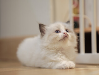 Fototapeta premium Blue bicolour ragdoll kitten lying down on the floor.