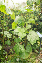 Begonia Parviflora plant in Zurich in Switzerland